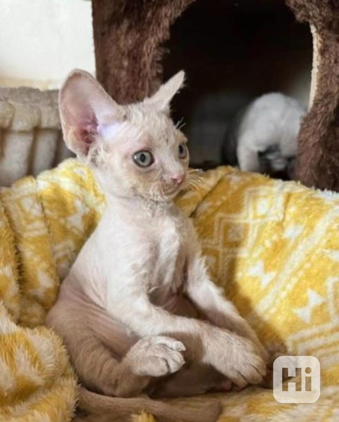 Koťátka Devon Rex - foto 1