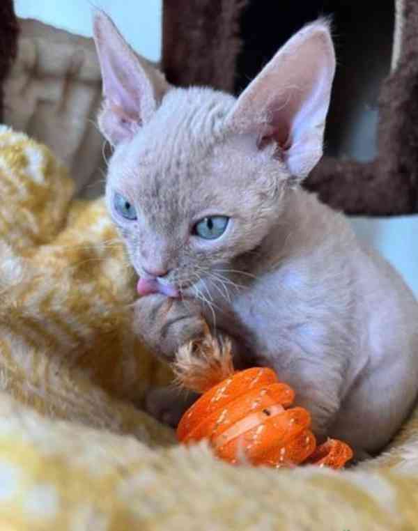 Koťátka Devon Rex - foto 2