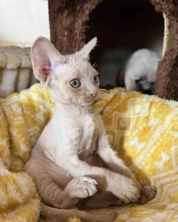 Koťátka Devon Rex - foto 1