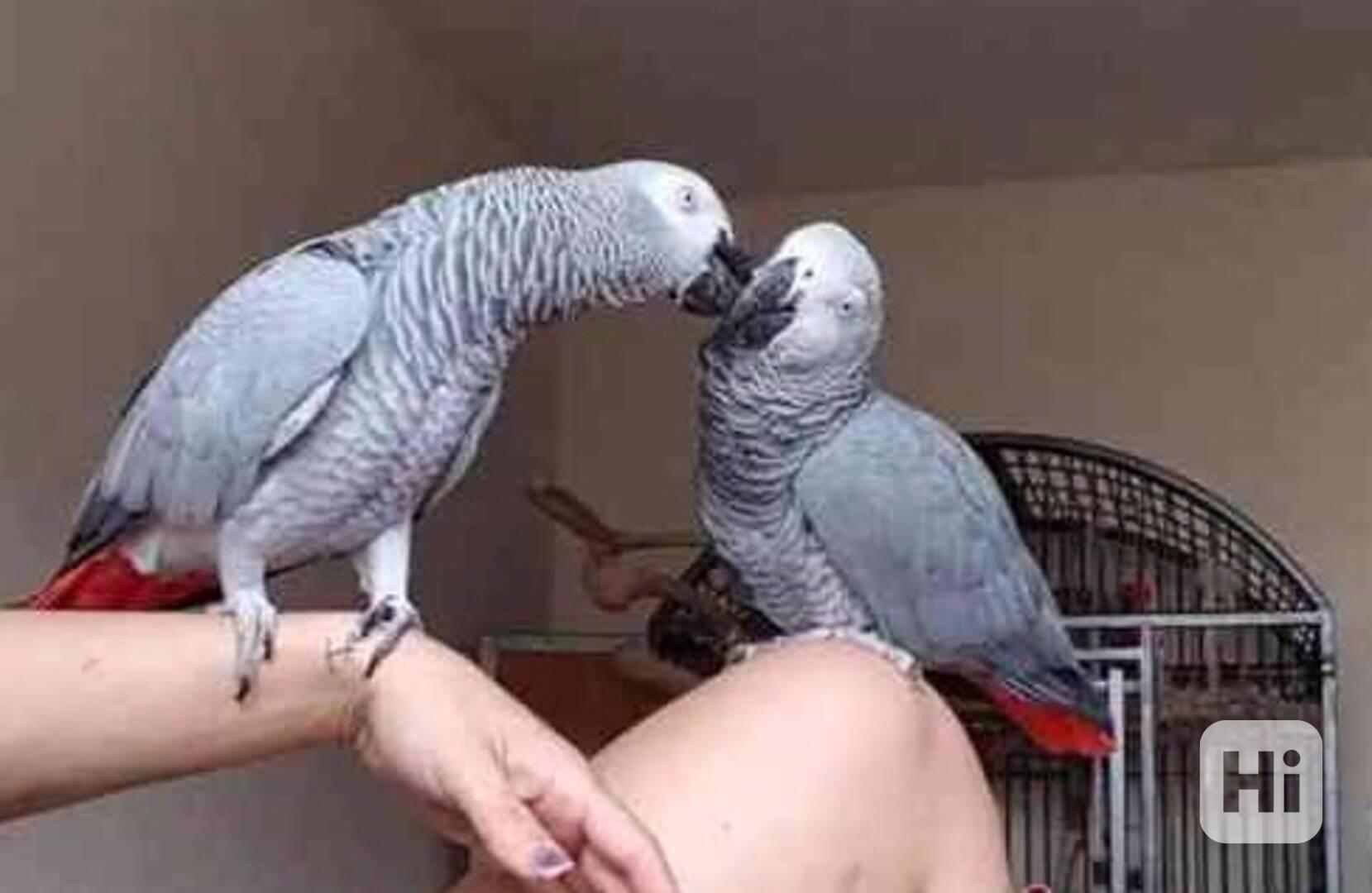 Šedí papoušci na prodej - foto 1