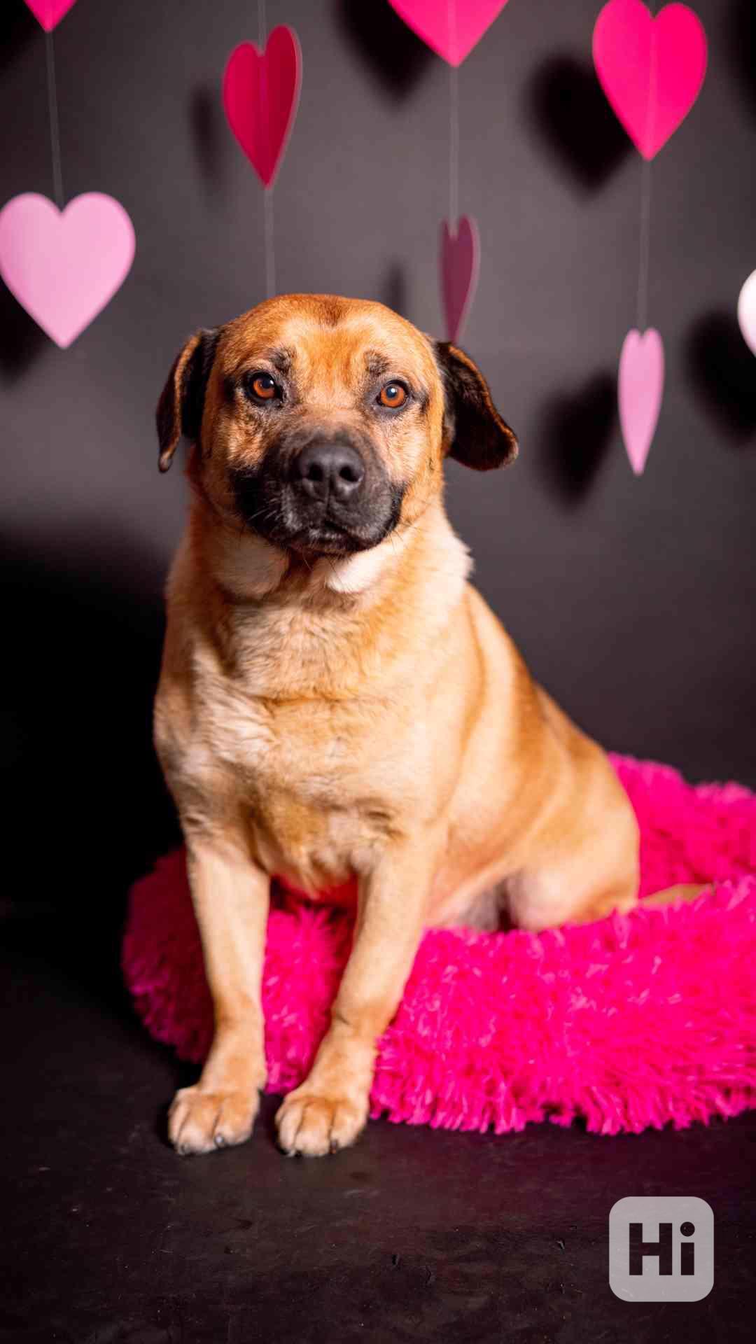 Benula - moc hodný klidný kluk, 8 let - foto 1