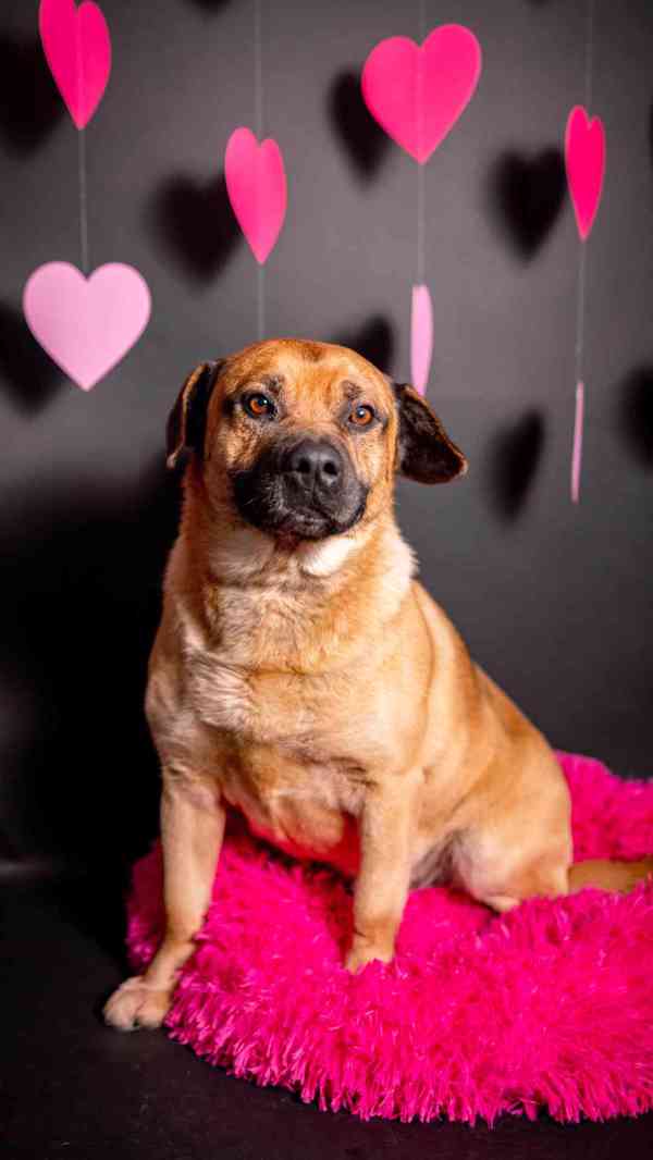 Benula - moc hodný klidný kluk, 8 let - foto 2