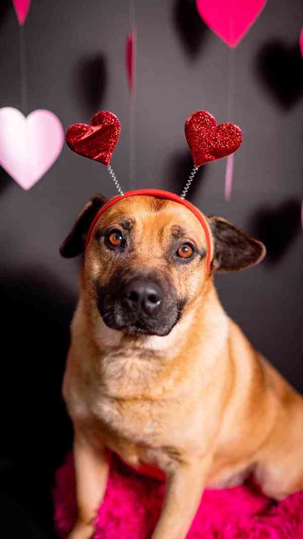 Benula - moc hodný klidný kluk, 8 let - foto 7