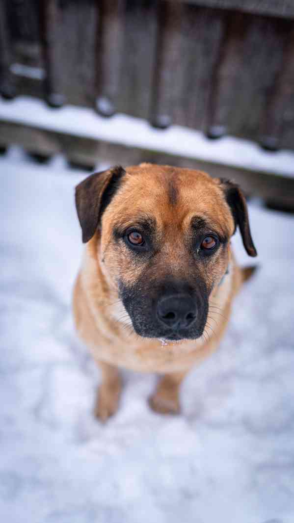 Benula - moc hodný klidný kluk, 8 let - foto 8