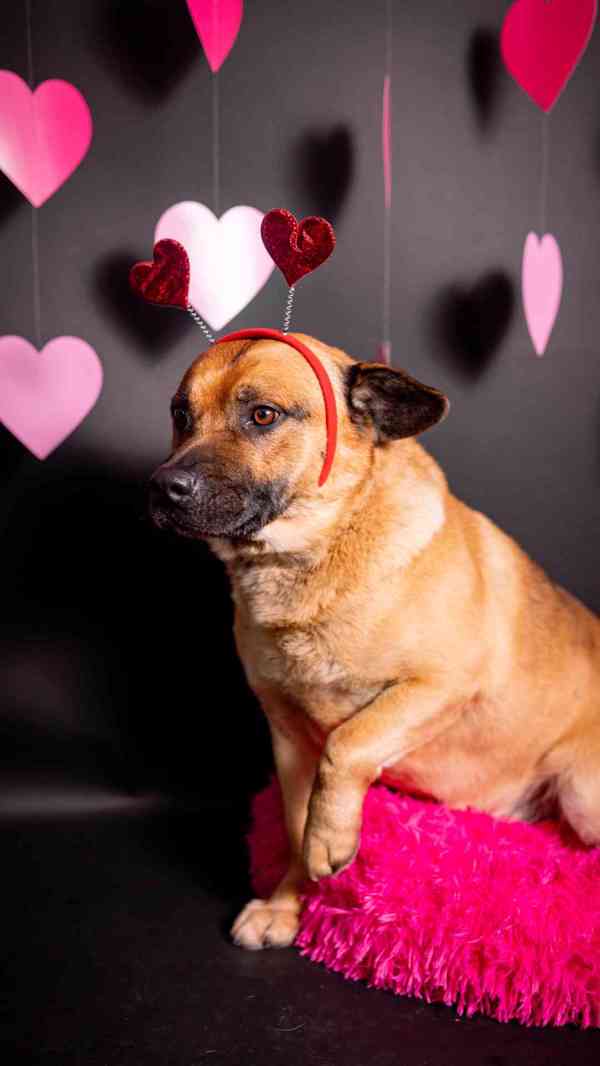 Benula - moc hodný klidný kluk, 8 let - foto 3