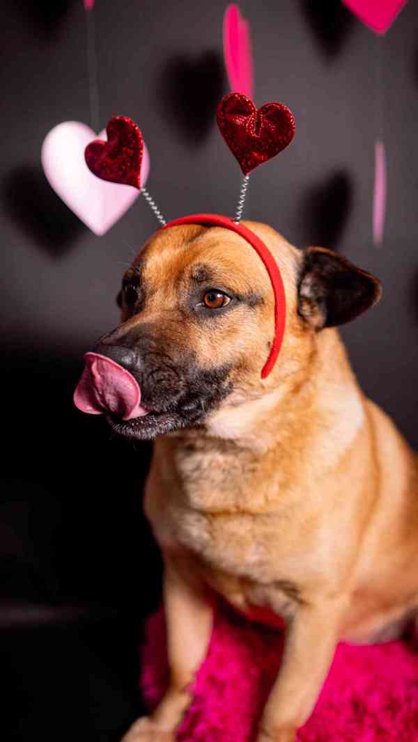 Benula - moc hodný klidný kluk, 8 let - foto 6