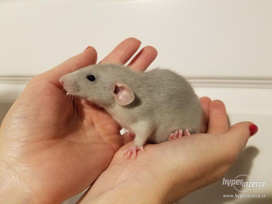 Potkánci REX srst ihned k odběru i k zamluvení - foto 1