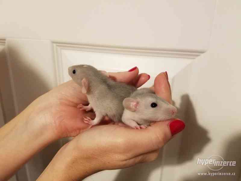 Potkánci REX srst ihned k odběru i k zamluvení - foto 2