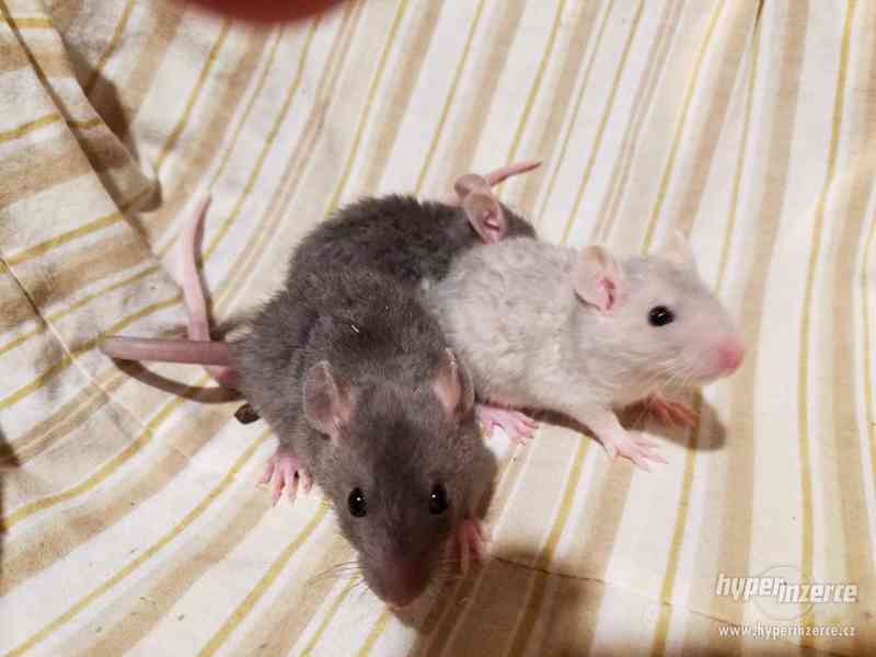 Potkánci REX srst ihned k odběru i k zamluvení - foto 3
