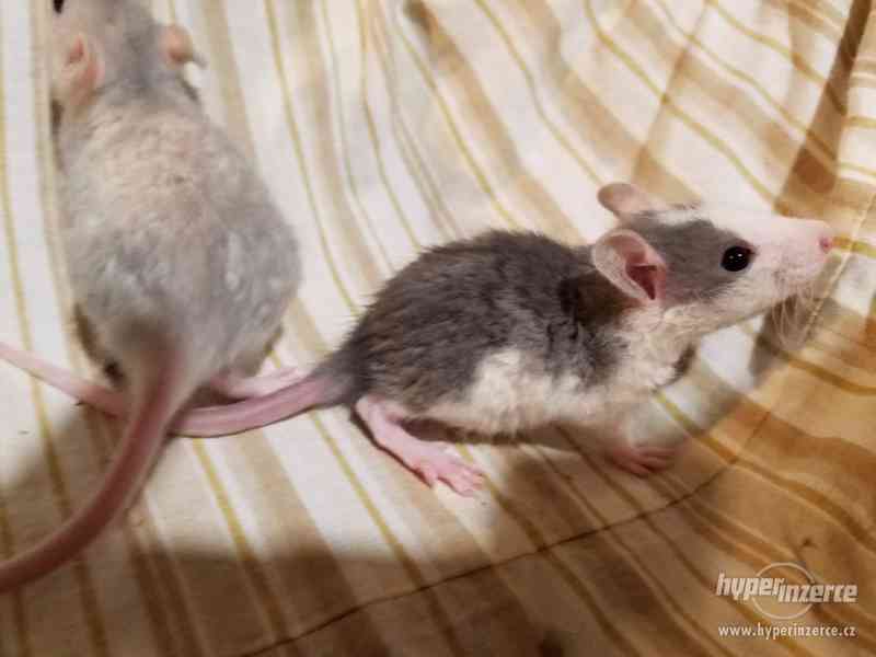 Potkánci REX srst ihned k odběru i k zamluvení - foto 4