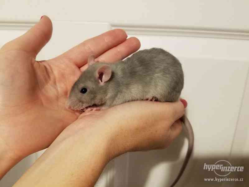 Potkánci REX srst ihned k odběru i k zamluvení - foto 5