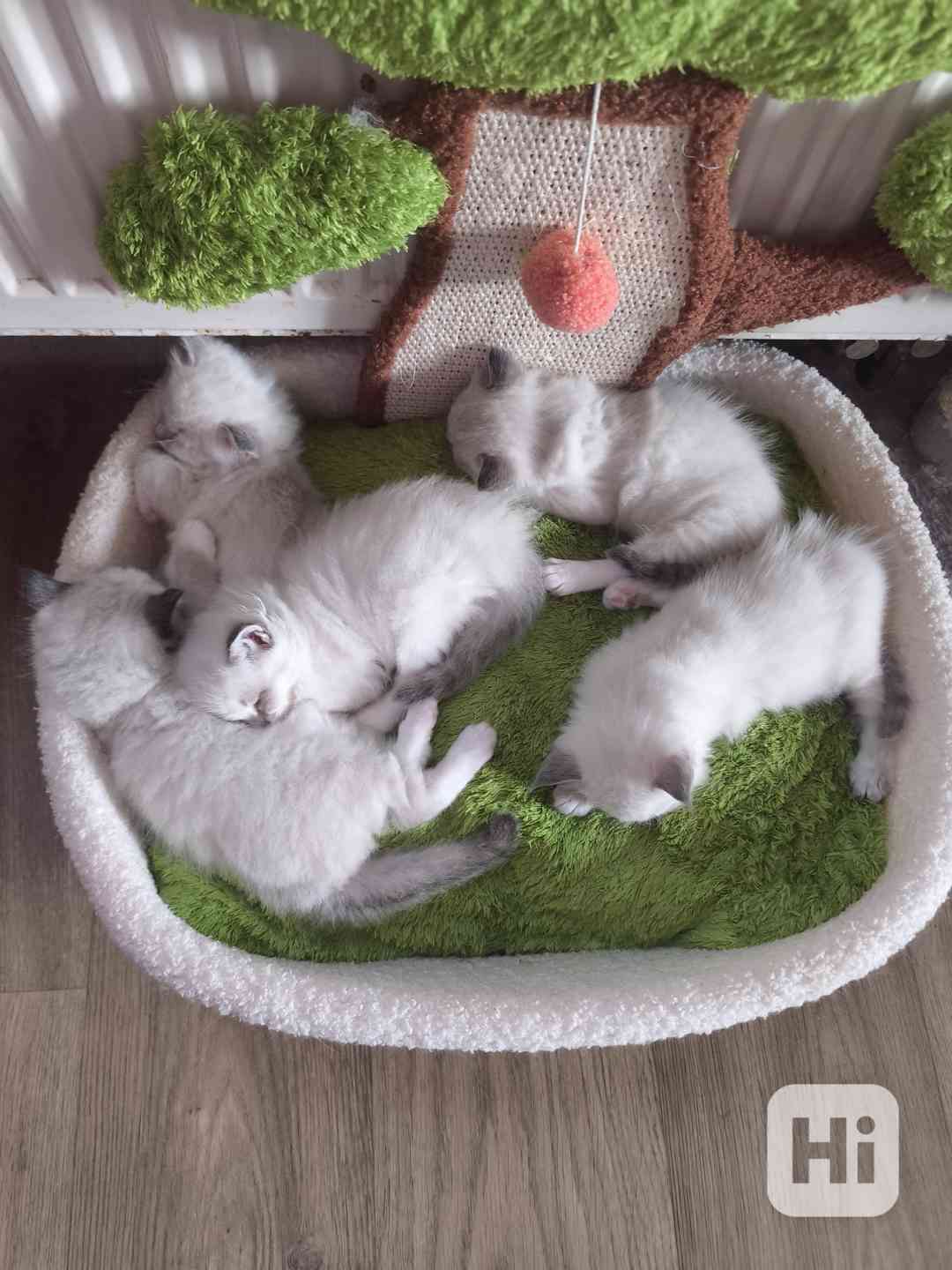 Ragdoll - foto 1