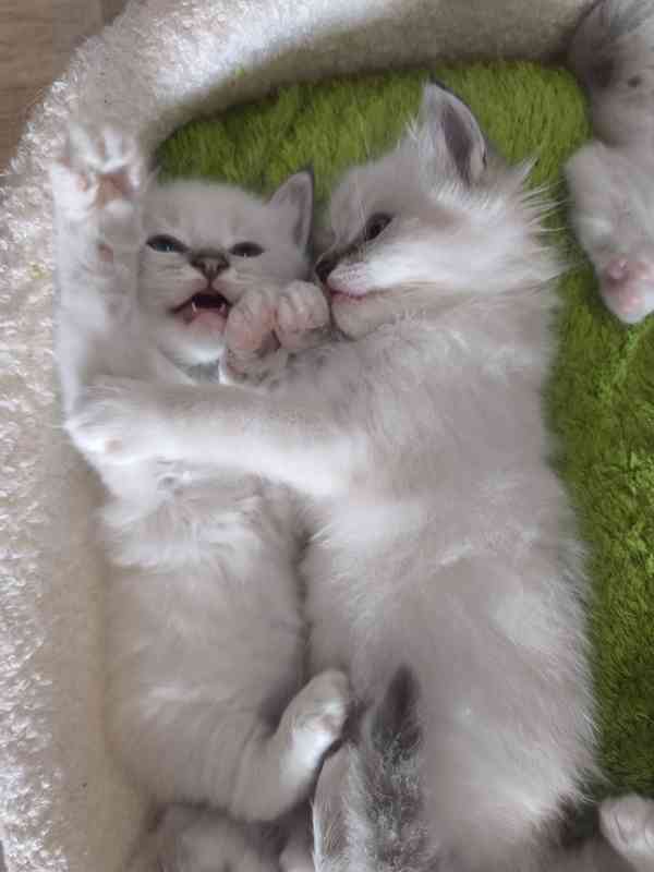 Ragdoll - foto 9