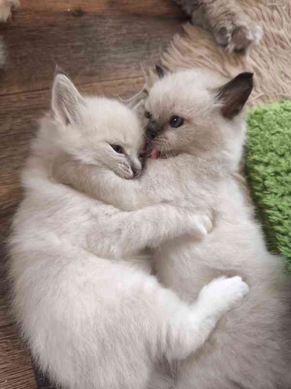 Ragdoll - foto 12