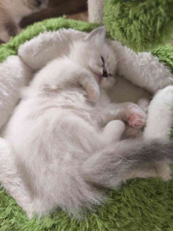 Ragdoll - foto 18