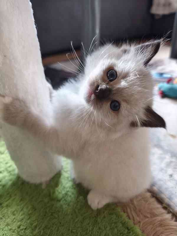 Ragdoll - foto 16