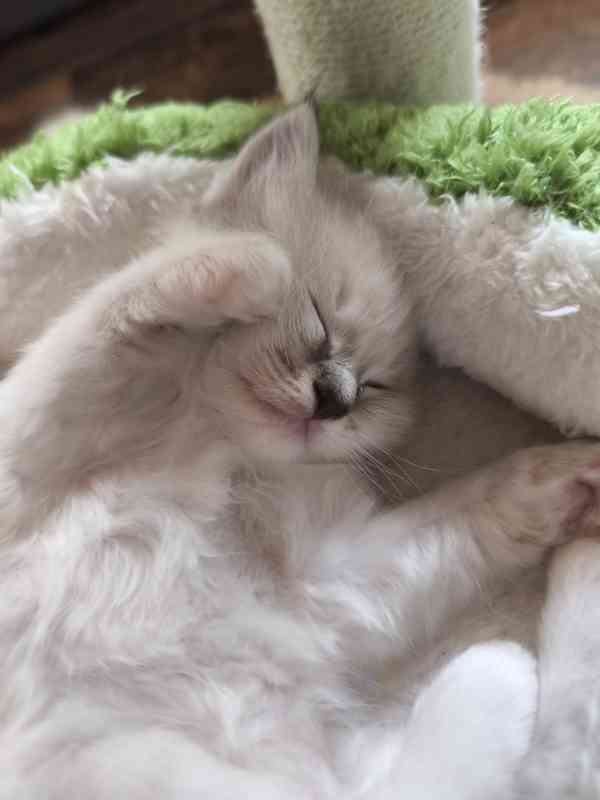 Ragdoll - foto 17