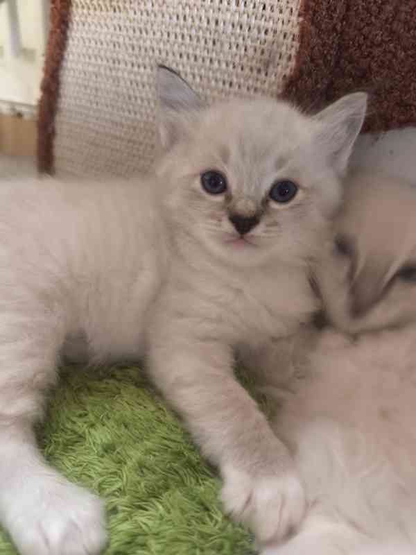 Ragdoll - foto 11