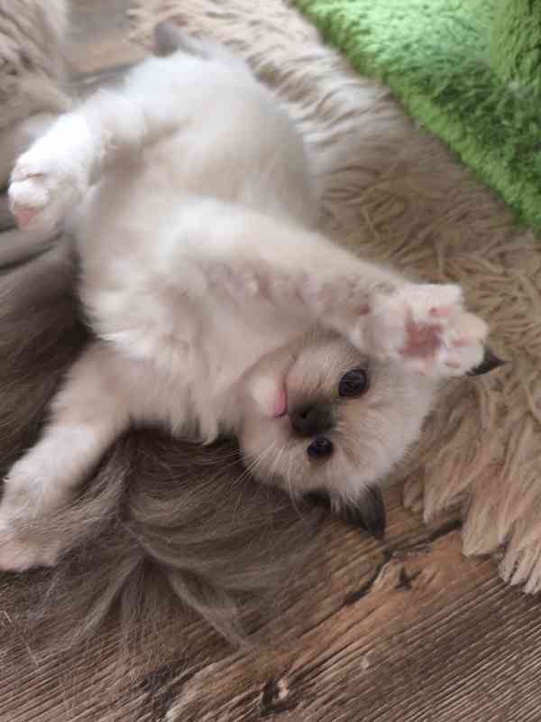 Ragdoll - foto 14