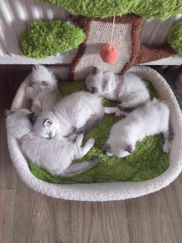 Ragdoll - foto 1