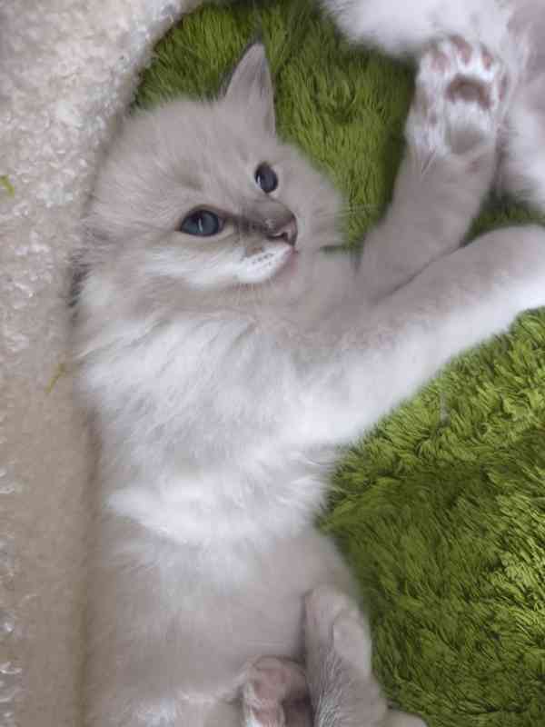 Ragdoll - foto 7