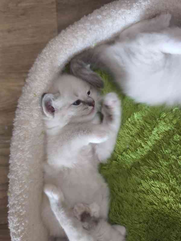 Ragdoll - foto 8