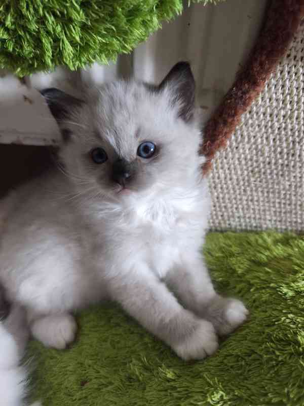 Ragdoll - foto 6