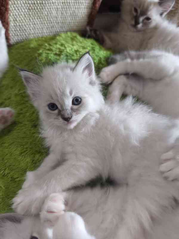 Ragdoll - foto 10