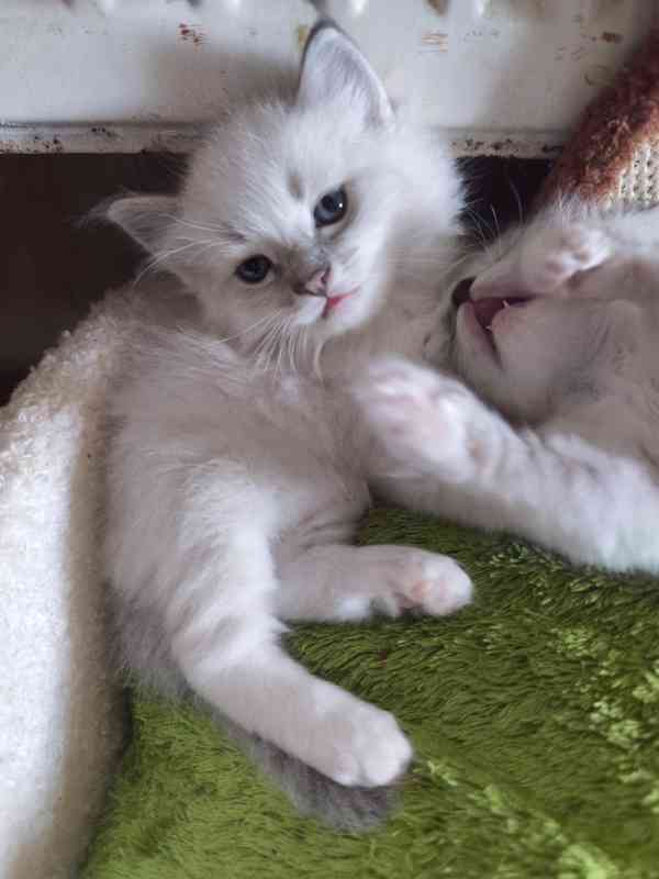 Ragdoll - foto 4