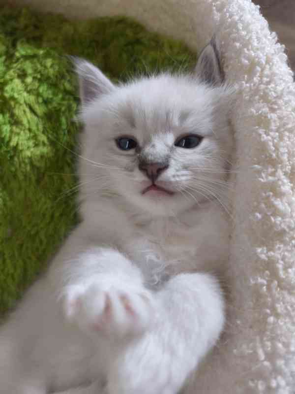 Ragdoll - foto 3