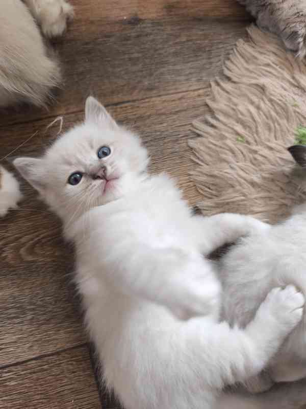 Ragdoll - foto 13