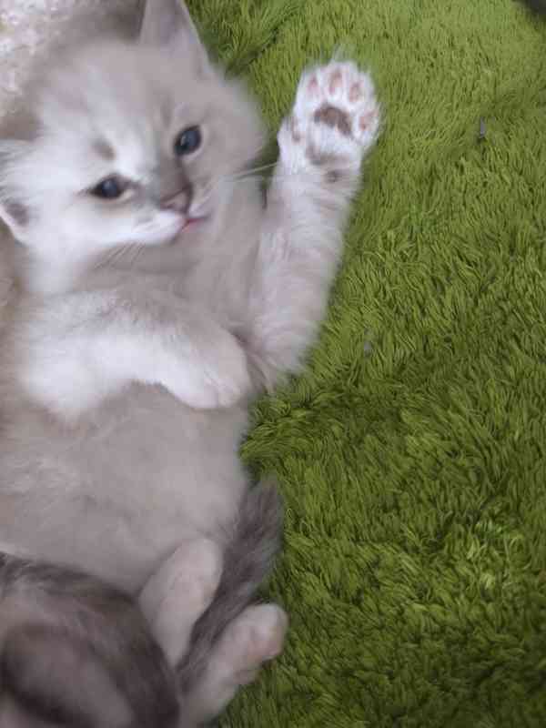 Ragdoll - foto 5