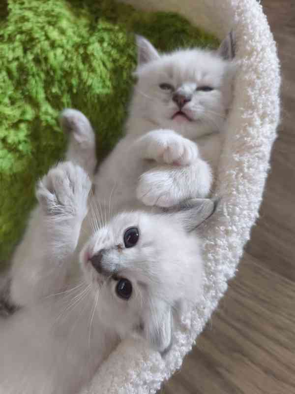 Ragdoll - foto 2