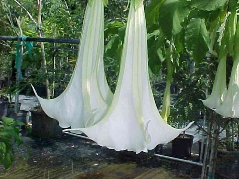 sazenice Brugmansia arborea - Andělská trumpeta - foto 1