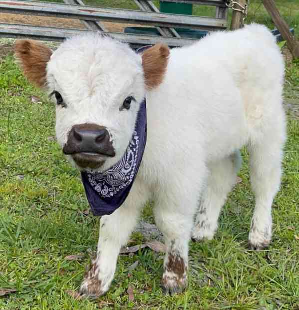 🌿 Mini skotské krásky –