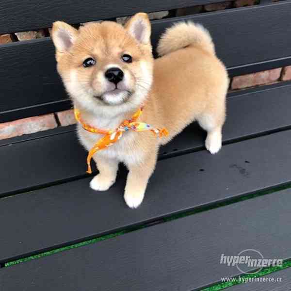 Shiba inu štěně - foto 2