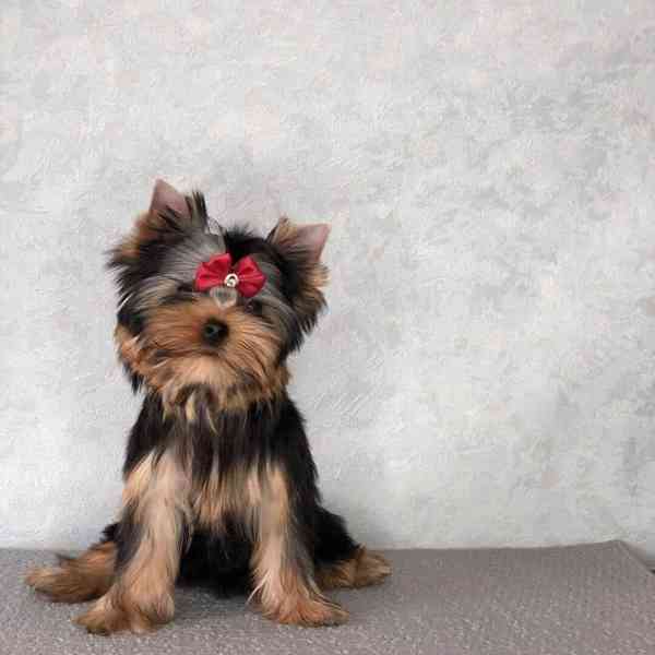 Yorkie puppies are ready for affordable beautiful homes York - foto 1