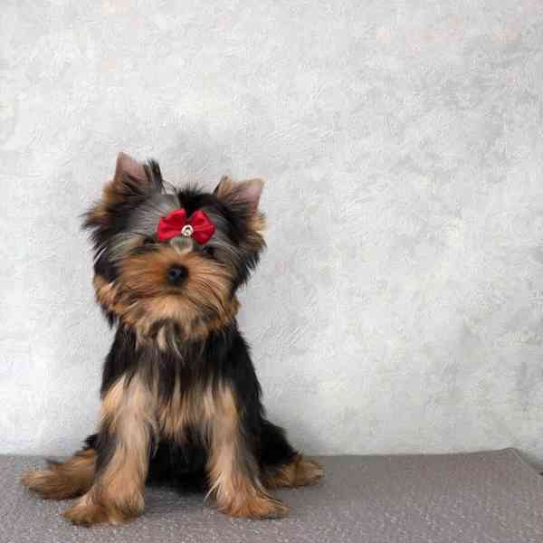 Yorkie puppies are ready for affordable beautiful homes York - foto 3