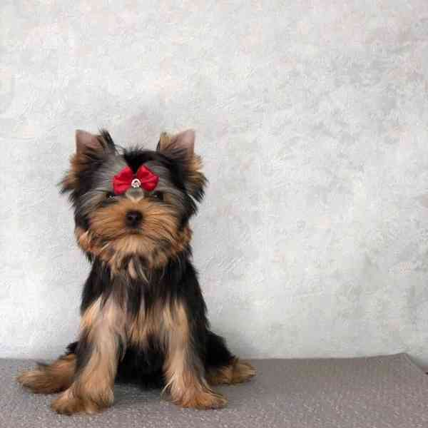 Yorkie puppies are ready for affordable beautiful homes York - foto 2