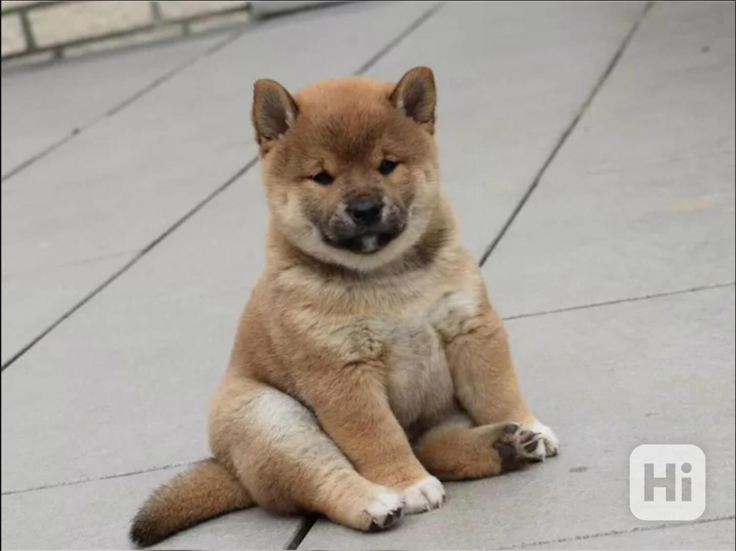 Štěňata Shiba Inu hledají nové domovy - foto 1