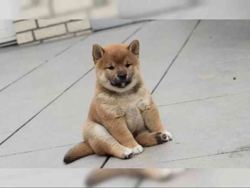 Štěňata Shiba Inu hledají nové domovy - foto 2
