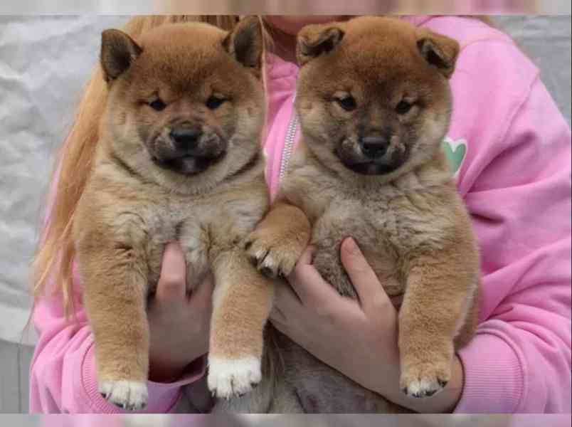 Štěňata Shiba Inu hledají nové domovy - foto 3