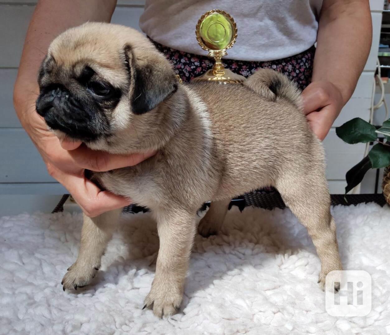 Štěňata mopsů k adopci. - foto 1