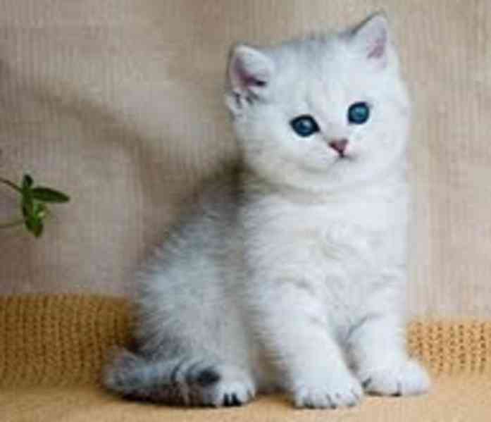 Britská koťata koťátka  - foto 1