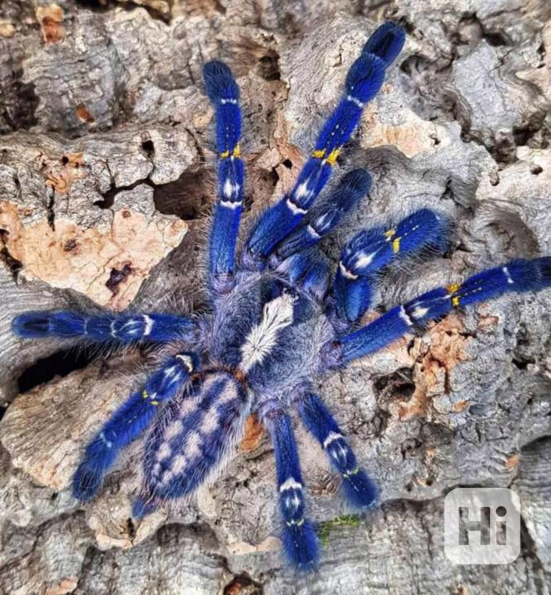  Prodám Poecilotheria metallica - foto 1