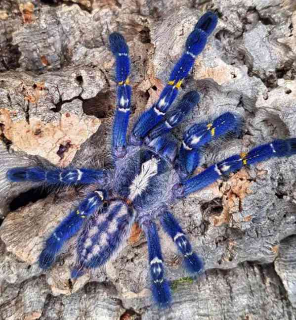  Prodám Poecilotheria metallica