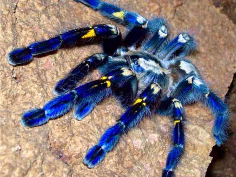  Prodám Poecilotheria metallica - foto 2