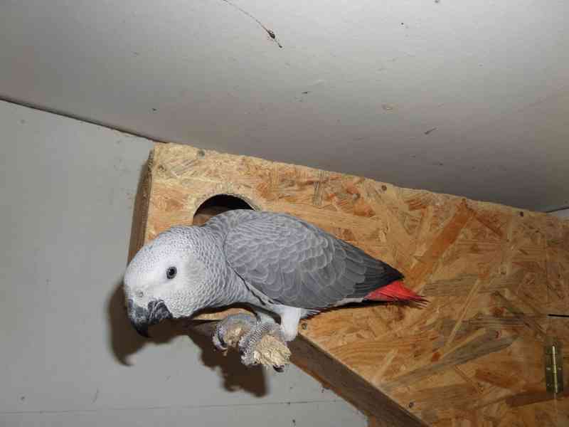Prodám pár papoušků Žako Kongo - foto 1