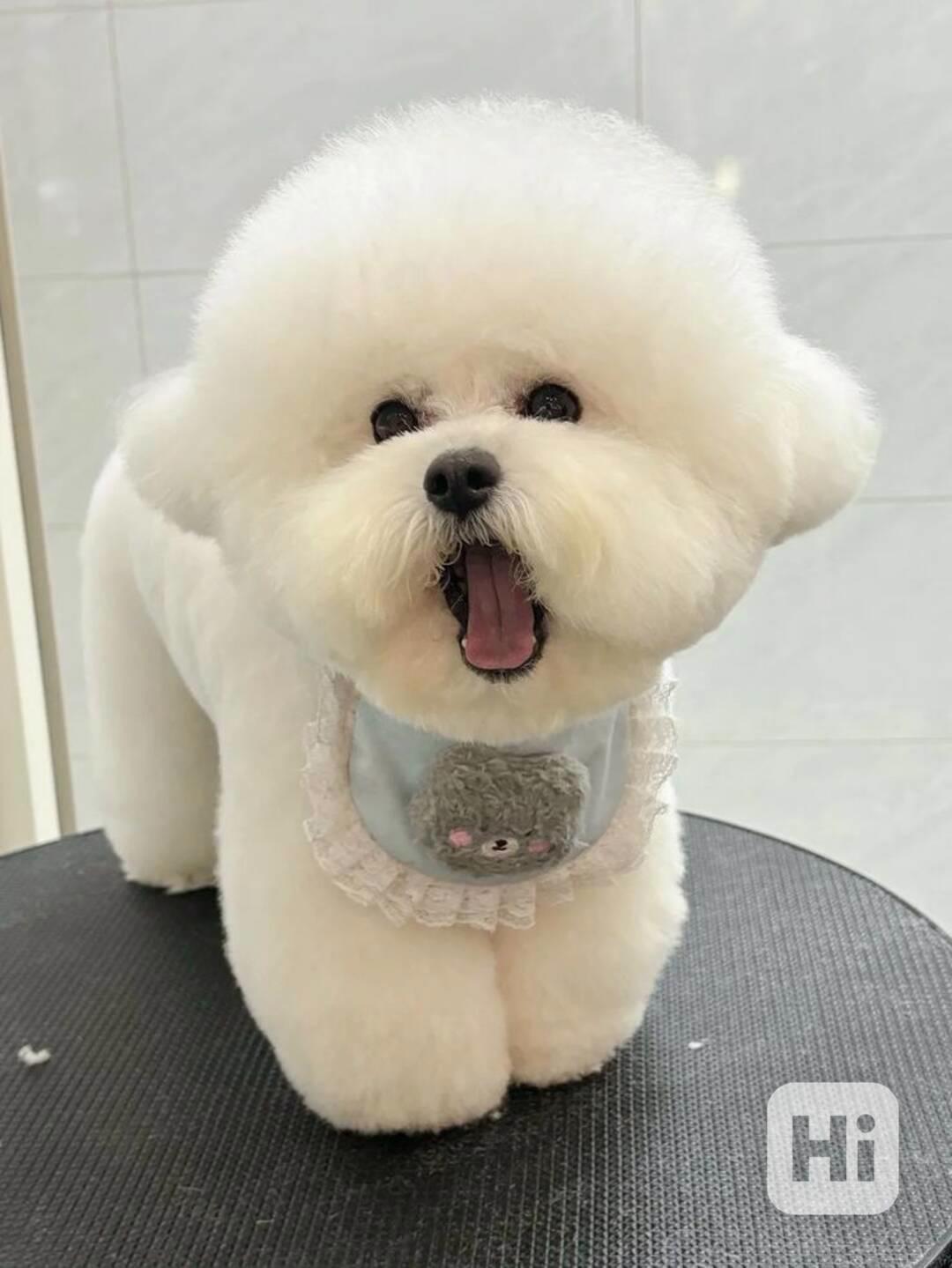 vánoční dárek Volná štěňata pejska a fenky bišonka k adopci  - foto 1