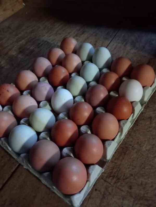 Domácí vajíčka 